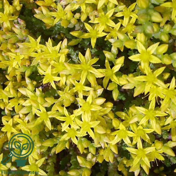 Sedum acre, Bidende stenurt