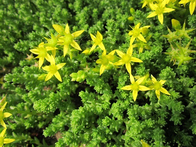 Sedum acre, Bidende stenurt