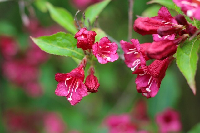 Weigela hybr. 'Bristol Ruby', Klokkebusk