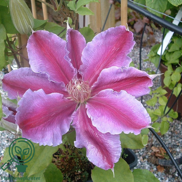 Clematis hybr. 'Dr. Ruppel', Klematis
