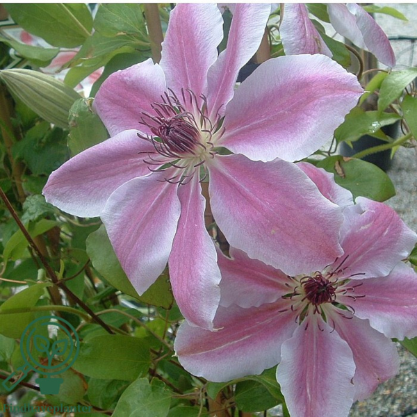 Clematis hybr. 'Nelly Moser', Klematis