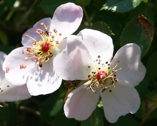 Rosa 'Butterflies Cover™' Poulbut(N)