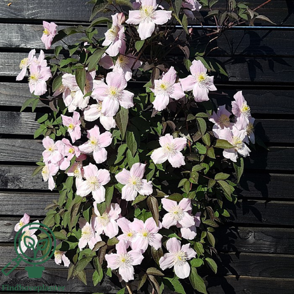 Clematis mont. 'Rubens', Bjerg-skovranke