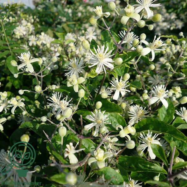 Clematis vitalba, Alm. skovranke