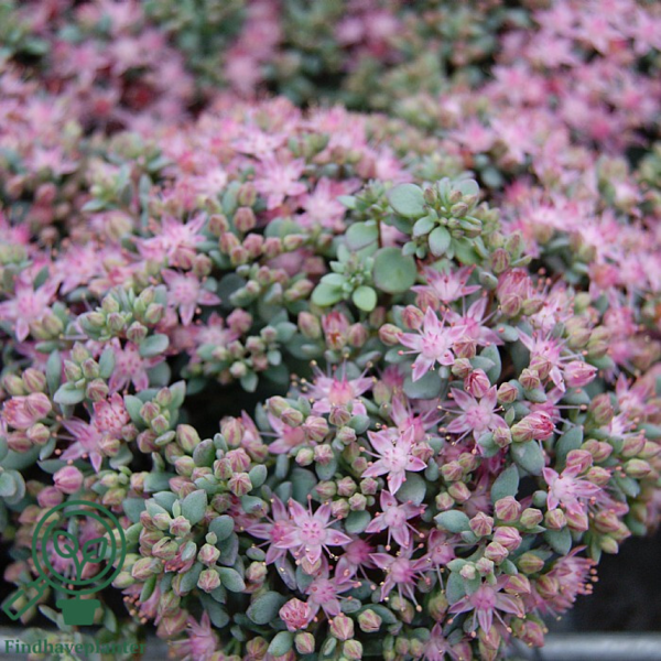 Sedum cauticola, Japansk stenurt