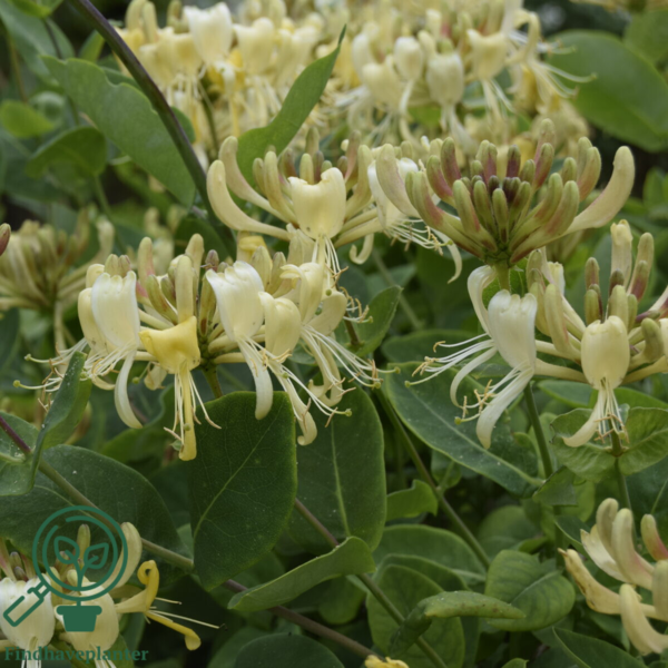 Lonicera per. 'Loly', Kaprifolie