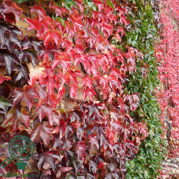 Parthenocissus tri. 'Veitchii'