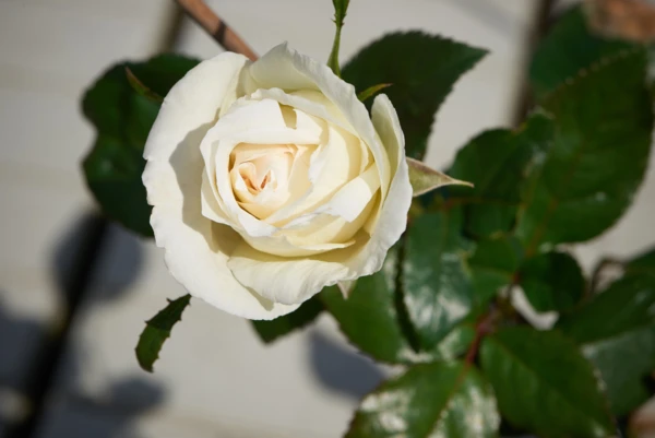 Storblomstrende roser