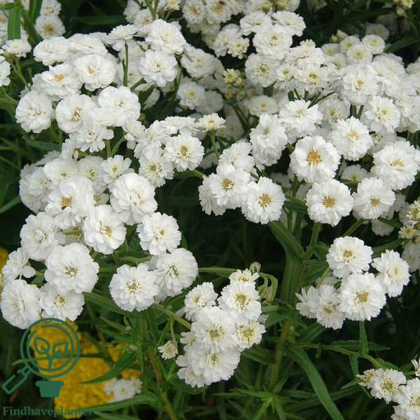 Achillea ptarmica 'Die Perle', Nyse røllike
