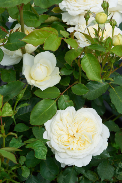 Rosa 'Kronprinsesse Mary™' Poulcas018(N)