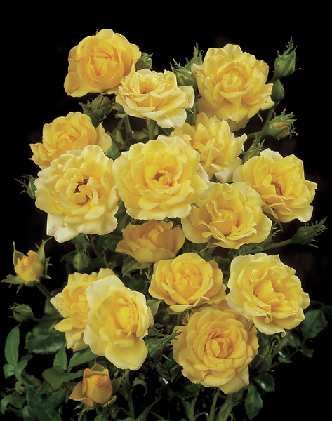 Rosa 'Yellow Fairy®' Poulfair(N)