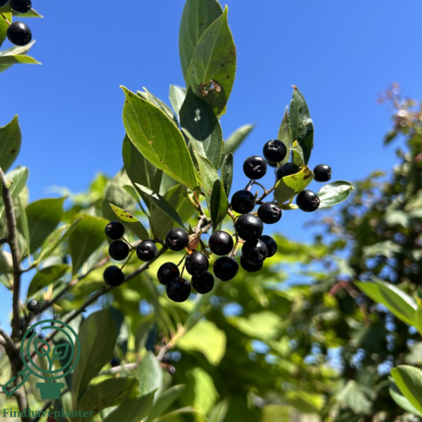 Aronia mel. 'Hugin', Storfrugtet surbær