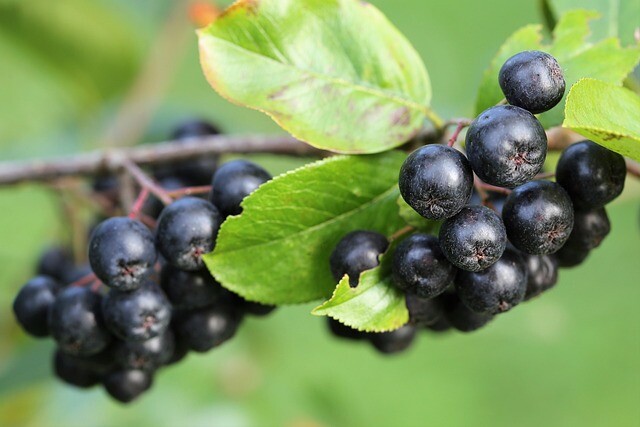 Aronia mel. 'Hugin', Storfrugtet surbær