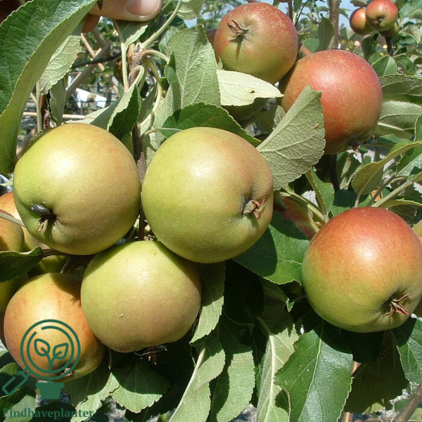 Malus dom. 'Elstar', Æble