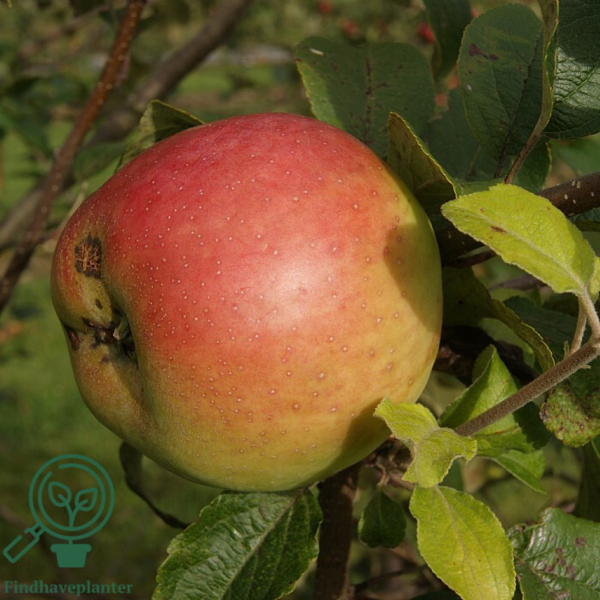 Malus dom. 'Filippa', Æble