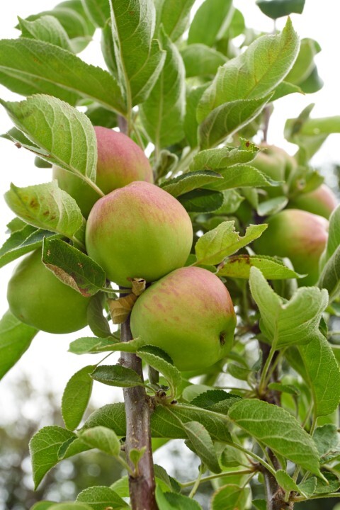 Malus dom. 'Filippa', Æble