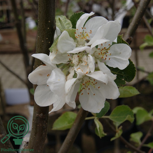 Malus dom. 'Guldborg', Æble