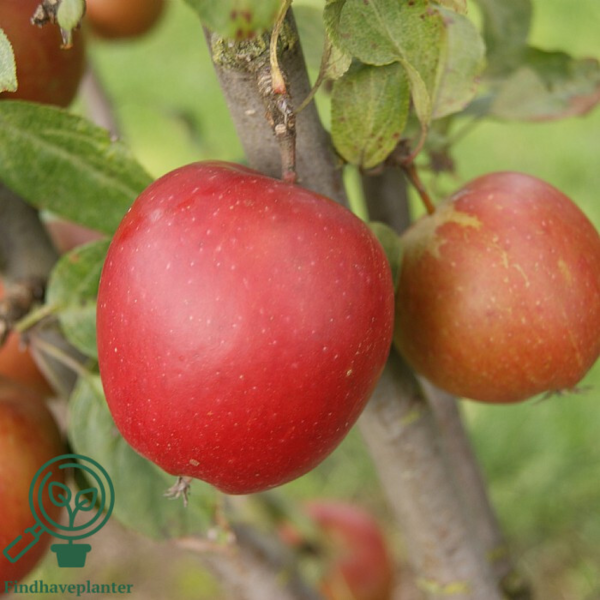 Malus dom. 'Ildrød Pigeon', Æble