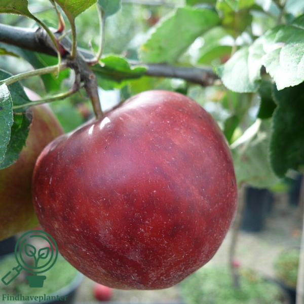Malus dom. 'Rød Gråsten', Æble