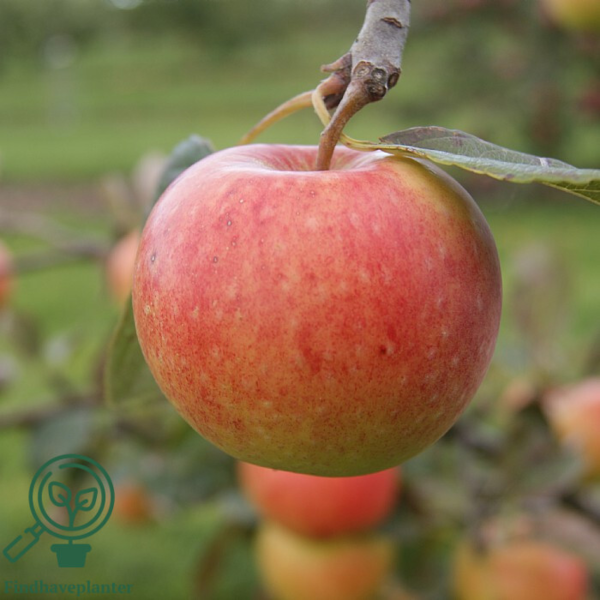 Malus dom. 'James Grieve', Æble