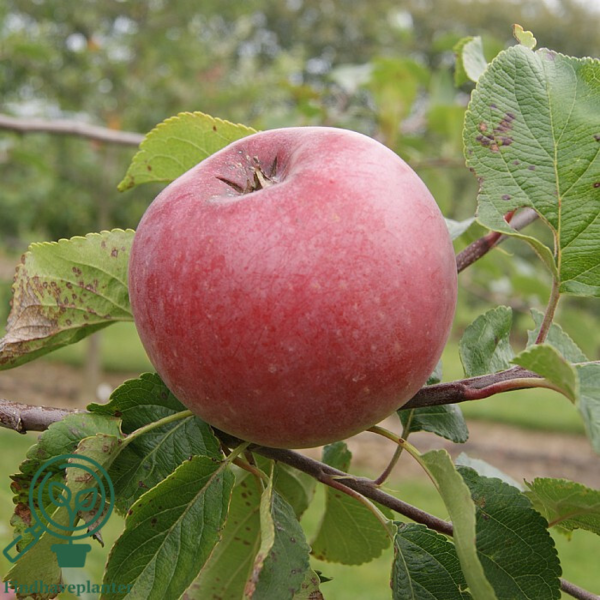 Malus dom. 'Rød Aroma', Æble
