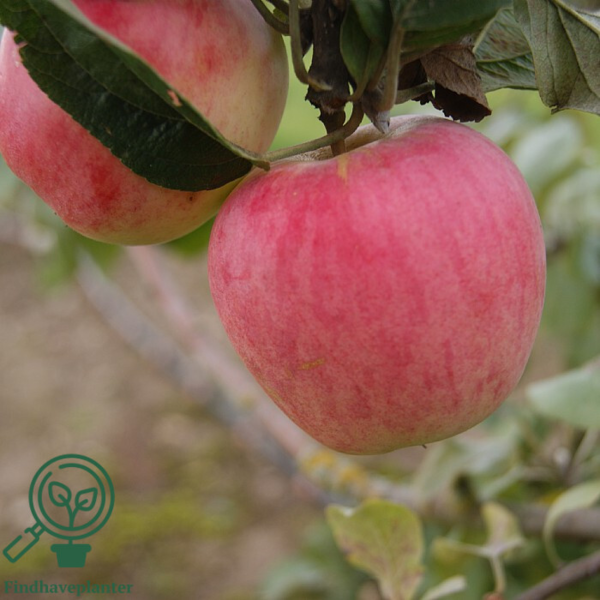 Malus dom. 'Rød Ananas', Æble