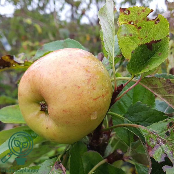 Malus dom. 'Topaz', Æble