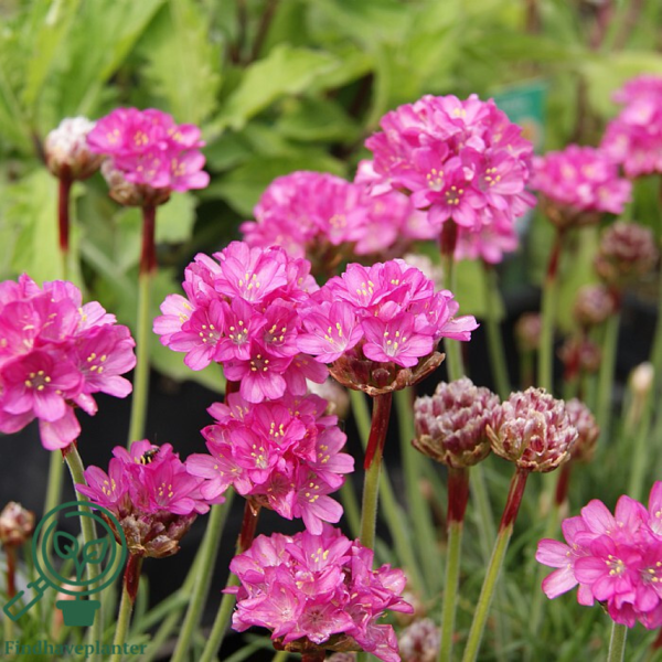 Armeria maritima 'Düsseldorfer Stolz', Engelskgræs