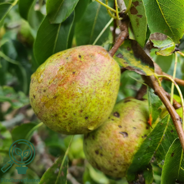 Pyrus com. 'Carola', Pære
