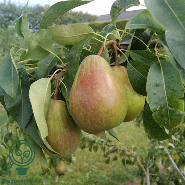 Pyrus com. 'Coloree de Juillet', Pære