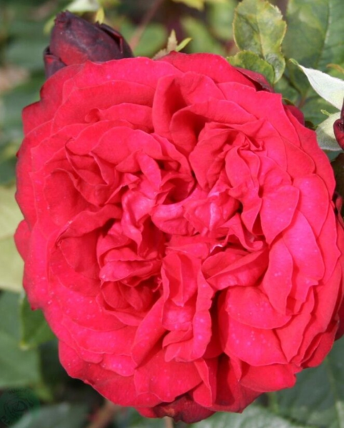 Rosa 'Admiral®'