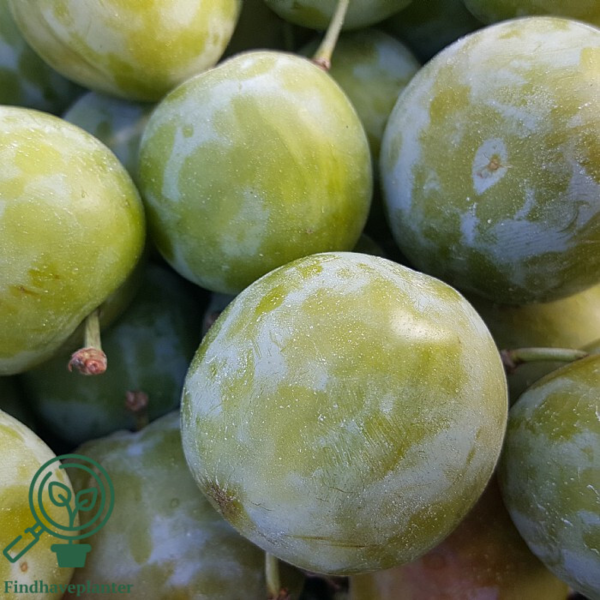 Prunus dom. 'Alm grøn Reine Claude', Blomme