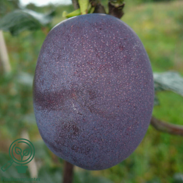 Prunus dom. 'Althans Reine Claude', Blomme