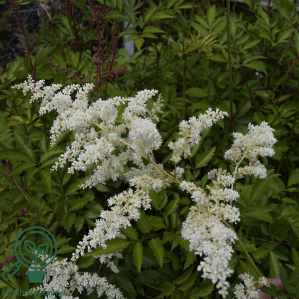 Astilbe arendsii-hybrid 'Brautschleier', Astilbe