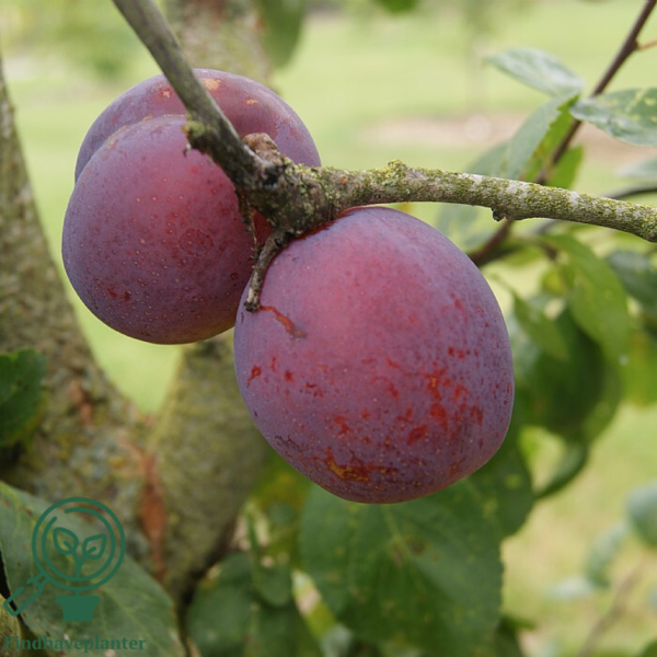 Prunus dom. 'Jubilæeum', Blomme