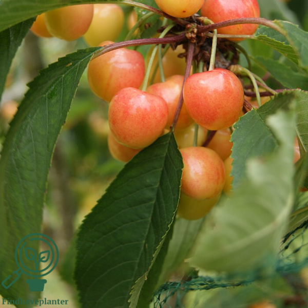 Prunus avi. 'Merton Glory', Kirsebær