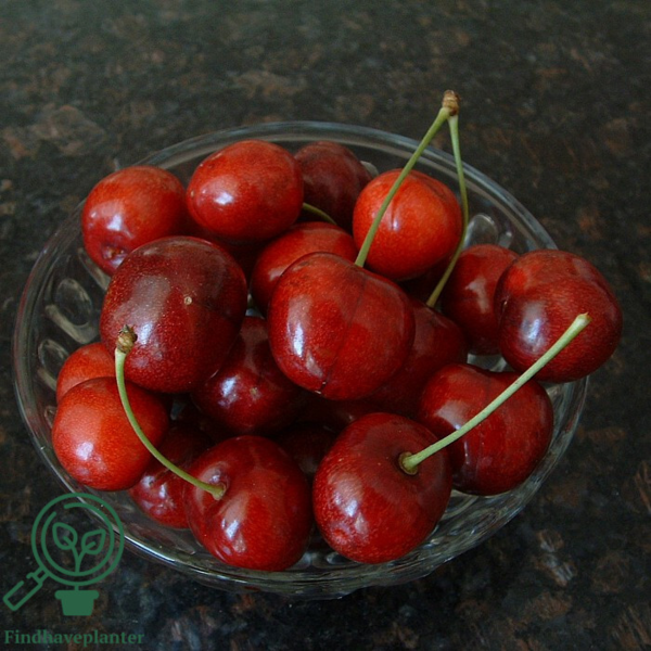 Prunus avi. 'Regina', Kirsebær