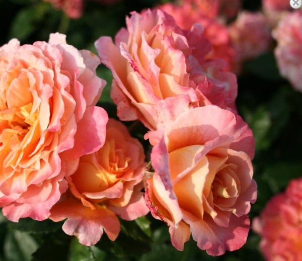 Rosa 'Augusta Luise®'