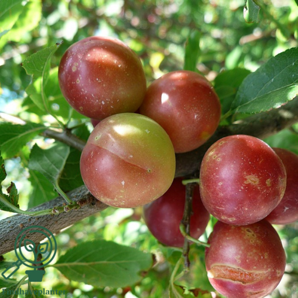 Prunus cerasifera 'Magde Jensen', Storfrugtet mirabel