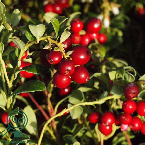 Vaccinium vit. 'Koralle', Tyttebær