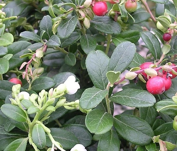 Vaccinium vit. 'Koralle', Tyttebær