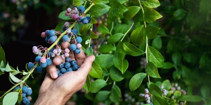 Vaccinium cor. 'Duke', Amerikansk blåbær