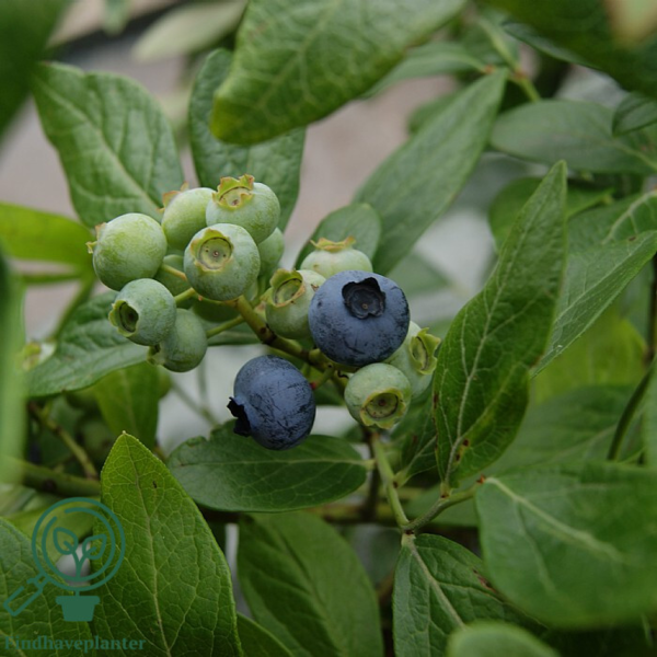 Vaccinium cor. 'Goldtraube', Amerikansk blåbær