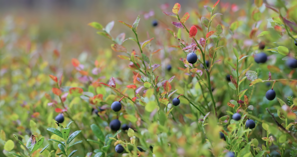 Vaccinium myrtilus, Alm. blåbær