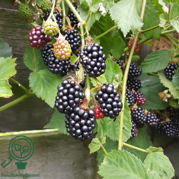 Rubus frut. 'Loch Ness', Brombær