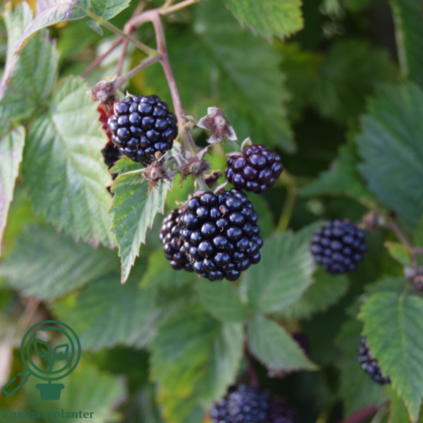 Rubus frut. 'Thornfree', Brombær