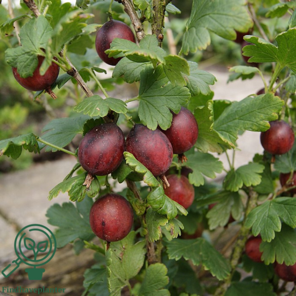 Ribes uva-crispa 'Capivator', Stikkelsbær