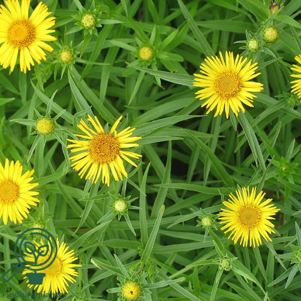 Inula ensifolia, Alant