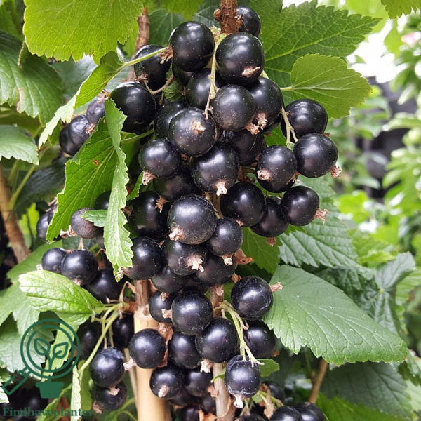Ribes nigrum 'Big Ben', Solbær