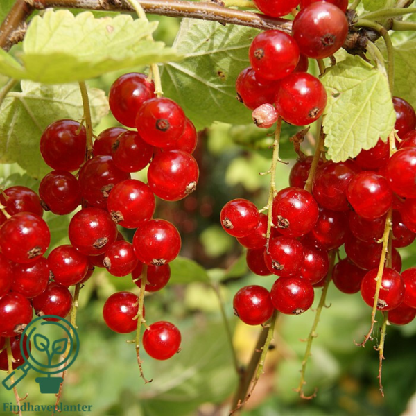 Ribes rubrum 'Rovada', Ribs